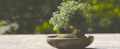 Come curare un bonsai